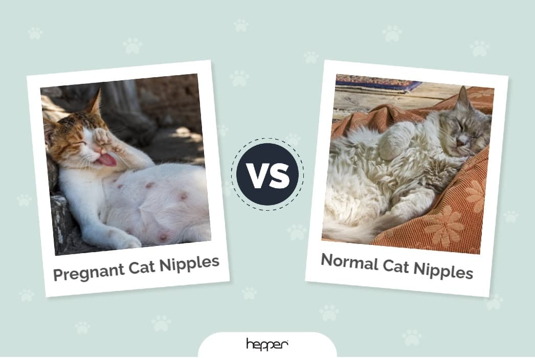 Pregnant Cat Nipples vs Normal Cat Nipples: Vet-Reviewed Differences (With Infographic)