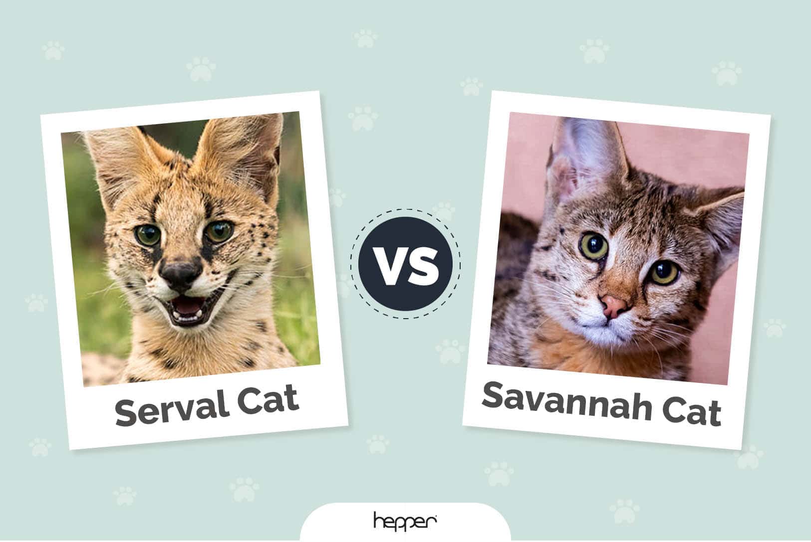 Serval Cat vs Savannah Cat: Visual Differences & Overview (with Pictures)