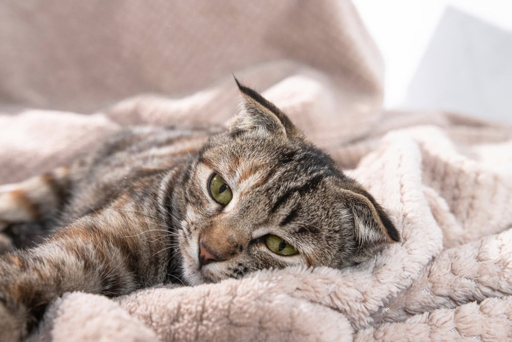 Why Does My Cat Look Sad? 4 Vet-Reviewed Reasons & Tips