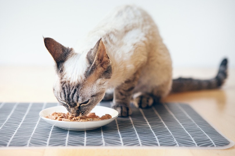 What Do Cats Like to Eat for Breakfast? Vet-Reviewed Tips