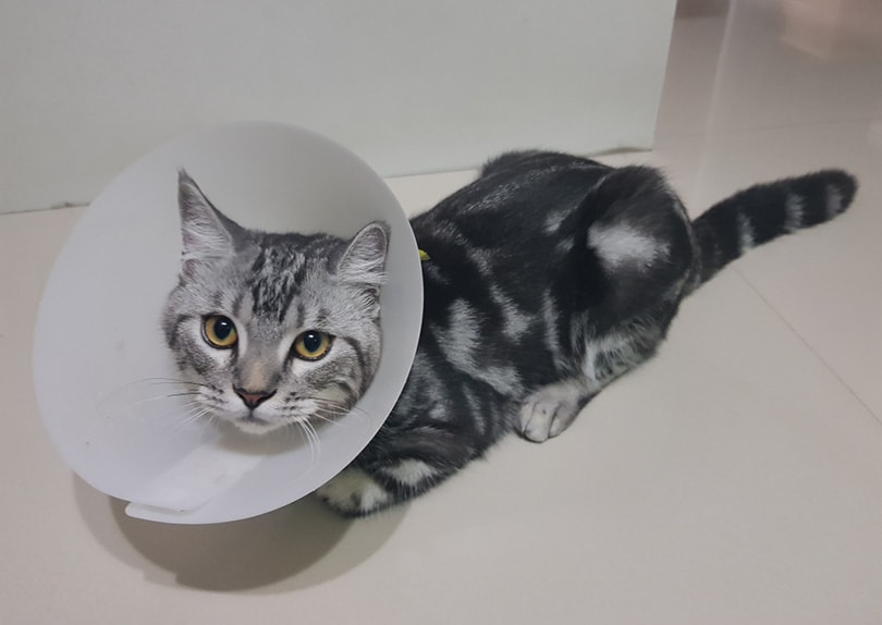Will Neutering a Cat Calm Him Down? Vet Reviewed Pros & Cons