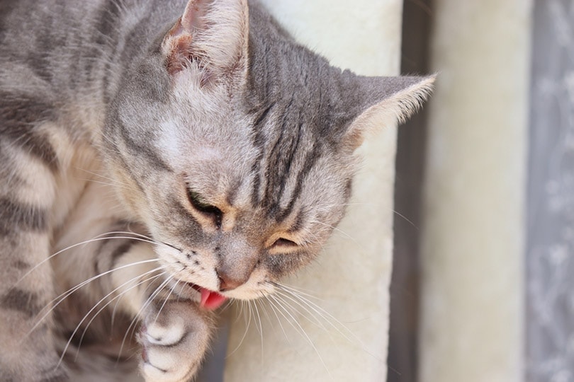 Why Is My Cat Throwing Up? Our Vet Answers