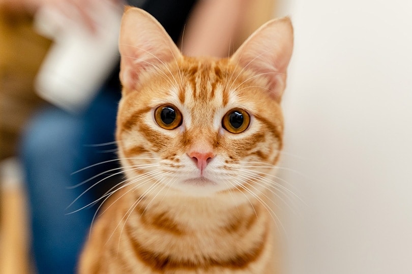 How Many Whiskers Does a Cat Have? Vet-Reviewed Anatomy Placement & Purpose