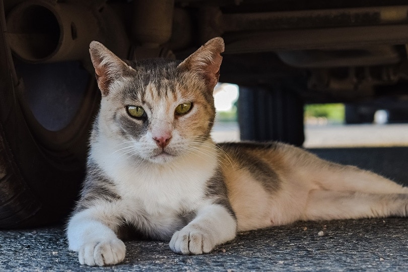 How Common Is Rabies in Feral Cats? Vet Reviewed Facts & FAQ