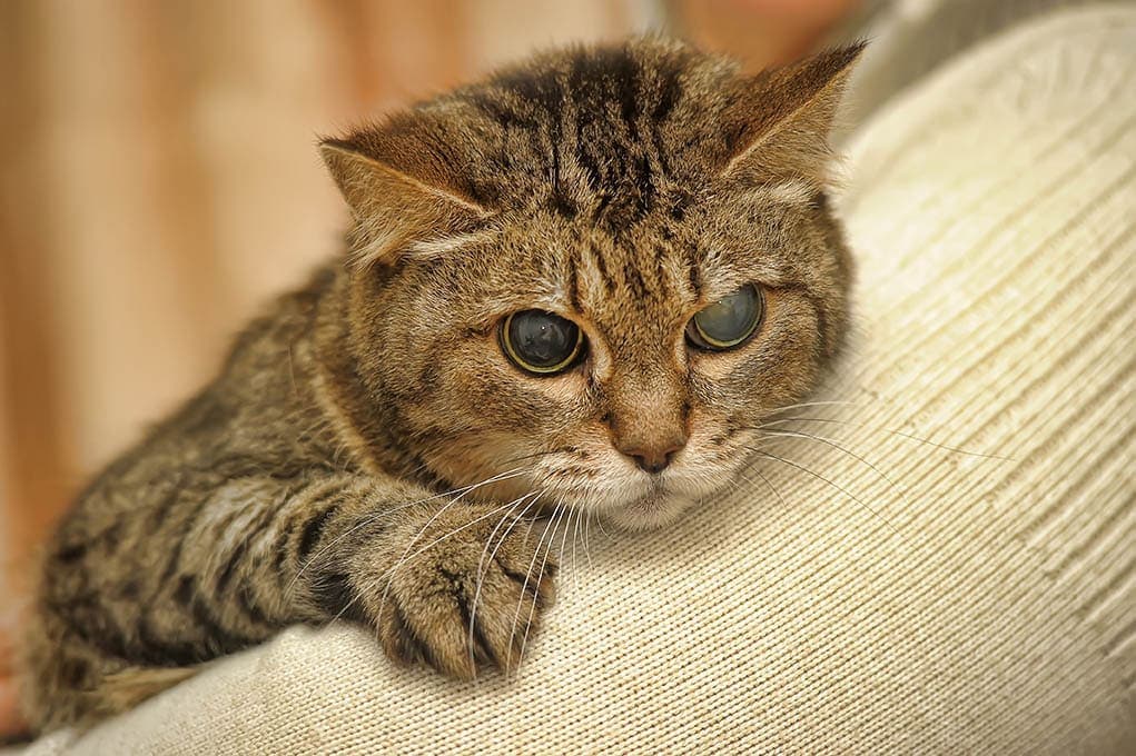 Is My Cat Going Blind? 6 Vet-Verified Signs & Care Tips