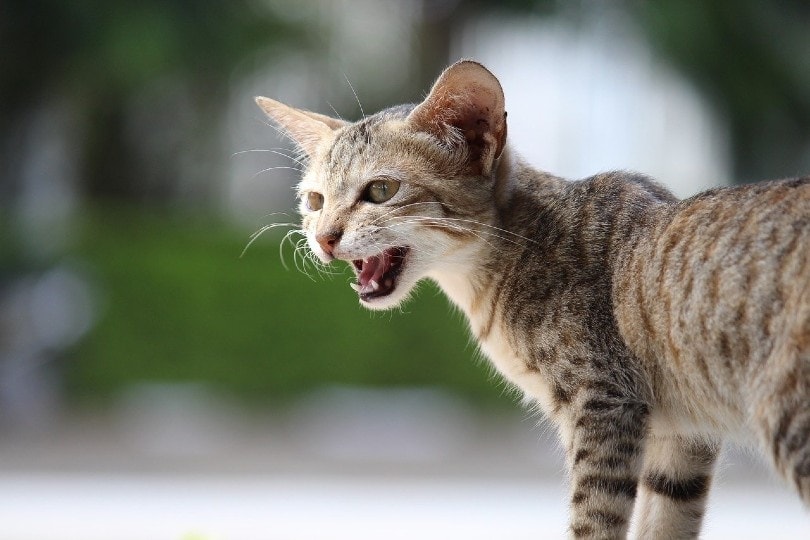 Why Is My Spayed Female Cat Yowling? 6 Vet-Reviewed Reasons