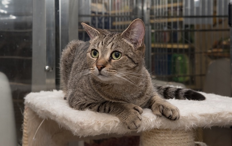 Do All Cats Have Thumbs? Polydactyly Explained