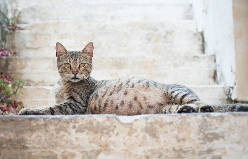 Can You Spay a Pregnant Cat? Vet-Reviewed Potential Risks