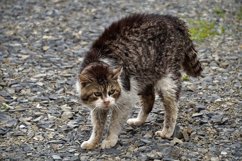 How to Calm a Feral Cat: 7 Possible Ways