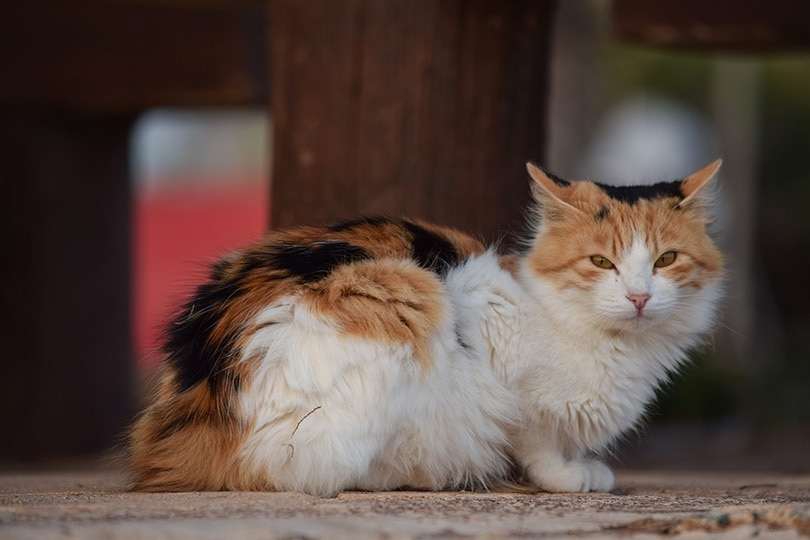 How Long Can Cats Hold Their Pee? Vet-Verified Facts & Advice