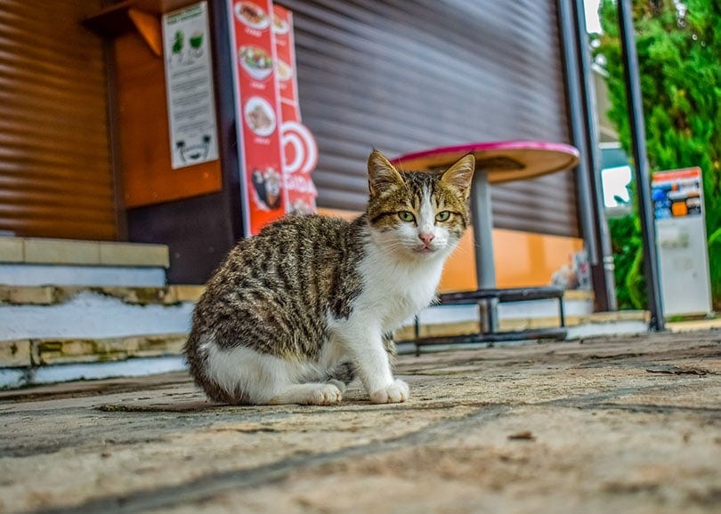 Is a Feral Cat Dangerous? Risks, Diseases & FAQ