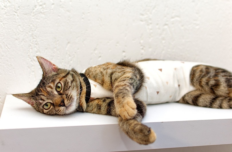 What is the Cost to Spay or Neuter a Cat in the UK? Updated in 2026