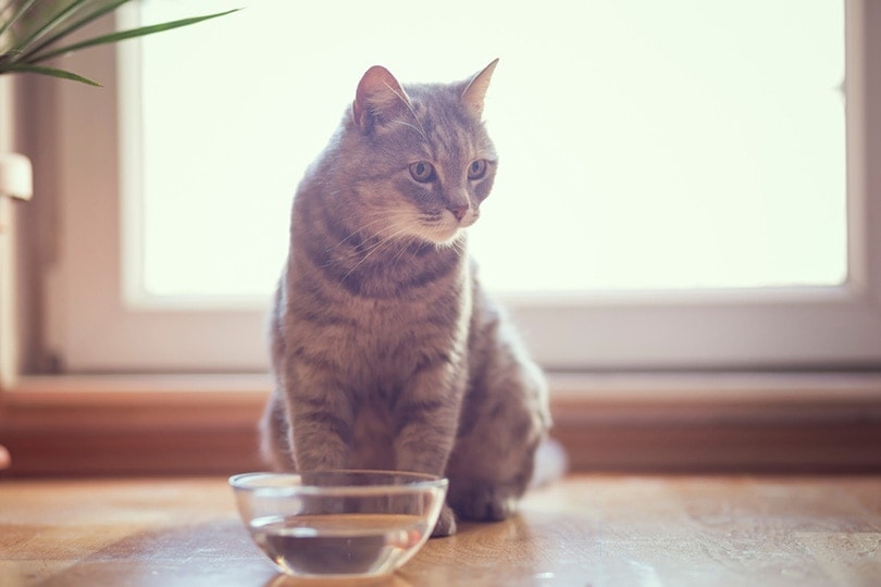 How Many Days Can a Cat Go Without Water? Vet-Verified Facts & Safety Tips