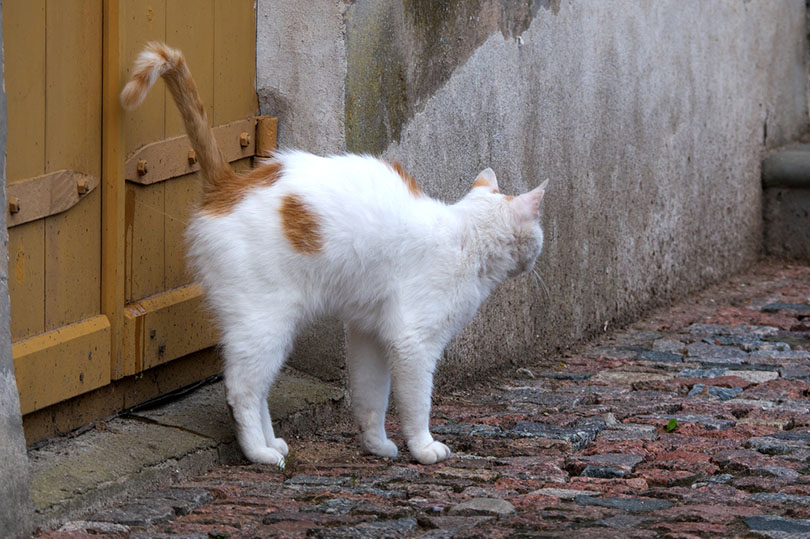What Does a Cat’s Spray Smell Like? Facts & FAQ
