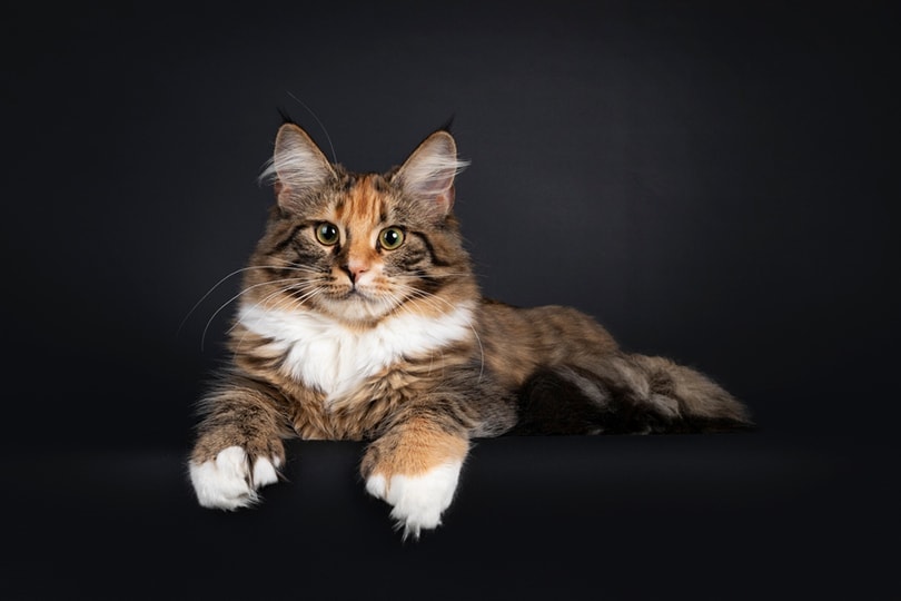 10 Cat Breeds With Ear Tufts (With Info & Pictures)