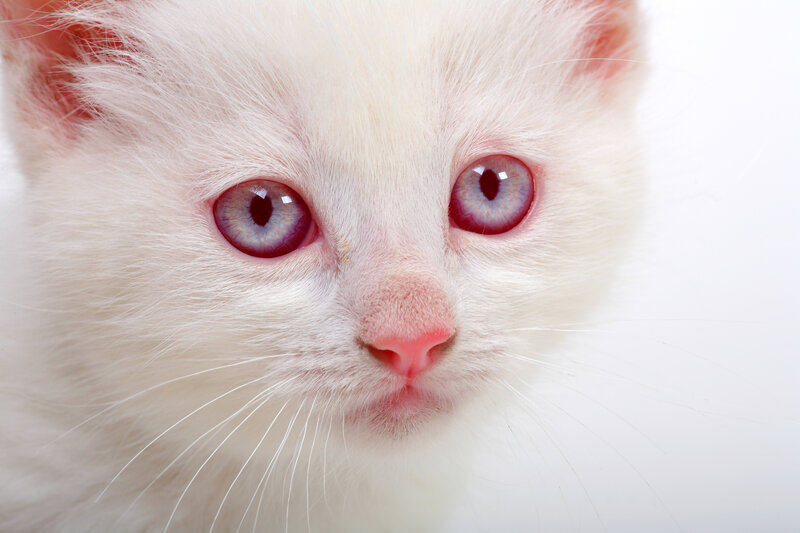 Albino Kitten characteristic eyes