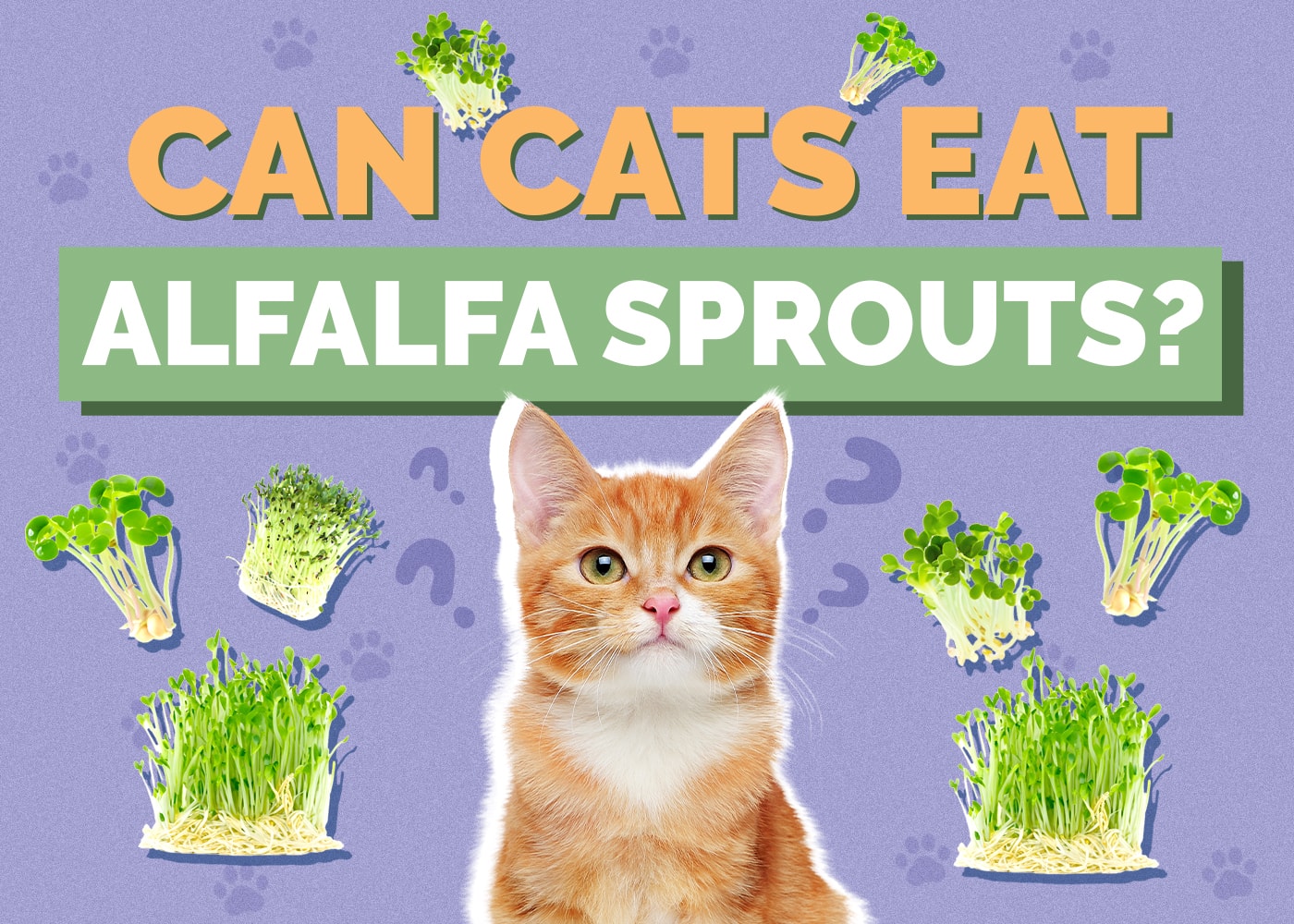 Can Cats Eat Alfalfa Sprouts? Vet-Reviewed Info & Considerations