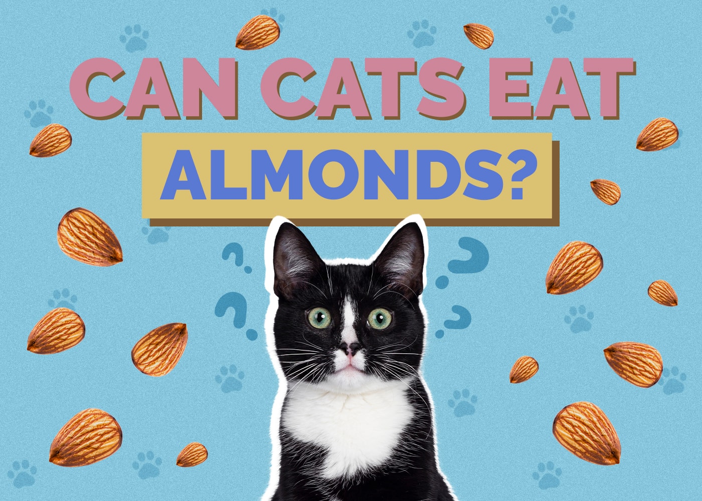 Can Cats Eat Almonds? Vet-Reviewed Facts & Safety Tips