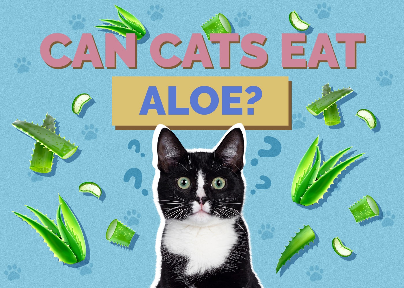 Can Cats Eat Aloe? Vet-Reviewed Health & Safety Guide