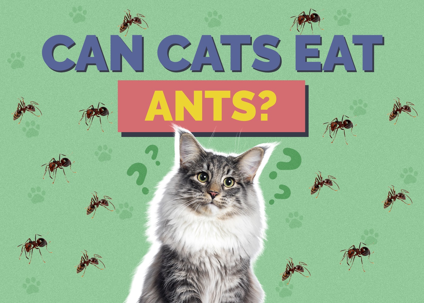 Can Cats Eat Ants? Health & Safety Guide