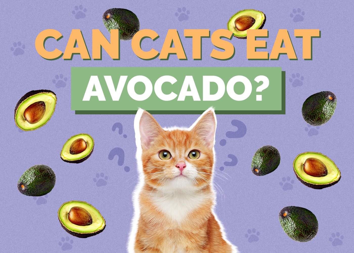 Can Cats Eat Avocado? Vet-Approved Facts & Info