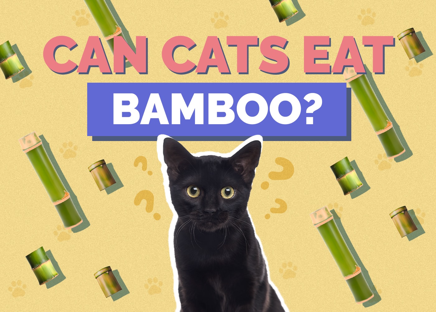 Can Cats Eat Bamboo? Vet Approved Facts & Safety Guide