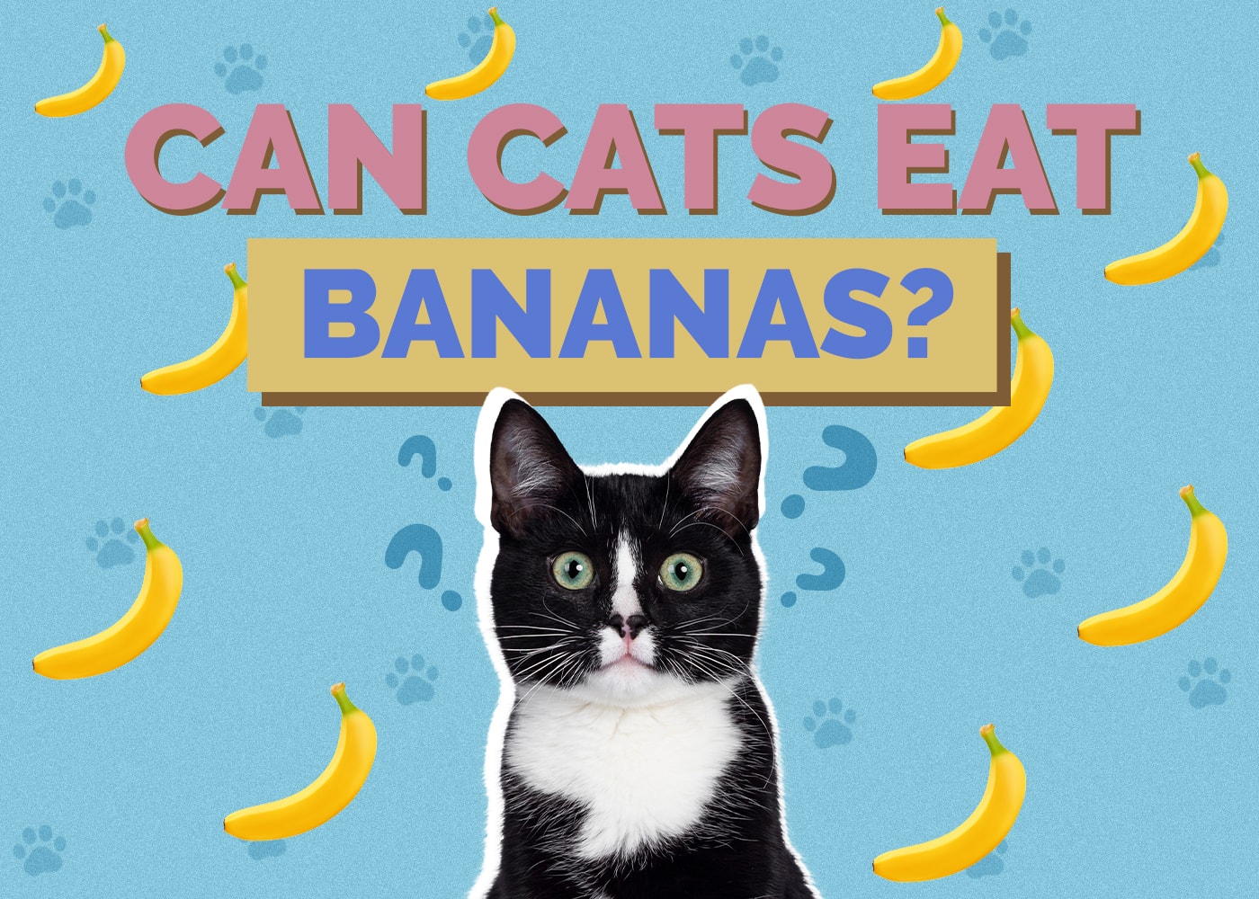 Can Cats Eat Bananas? Vet Approved Facts & Advice