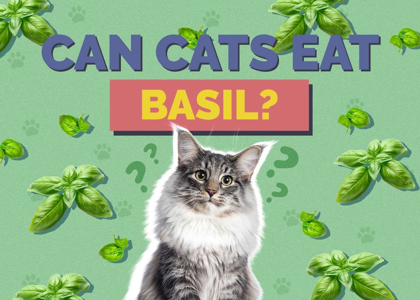 Can Cats Eat Basil? Vet-Reviewed Nutrition Facts & FAQ