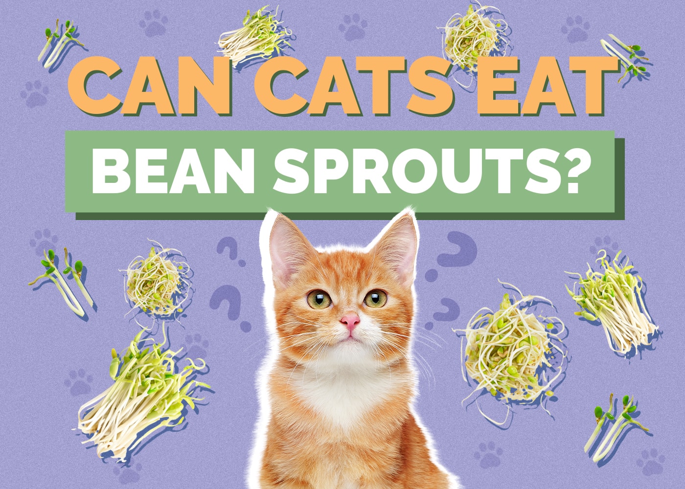 Can Cats Eat Bean Sprouts? Vet-Approved Nutritional Info & Advice