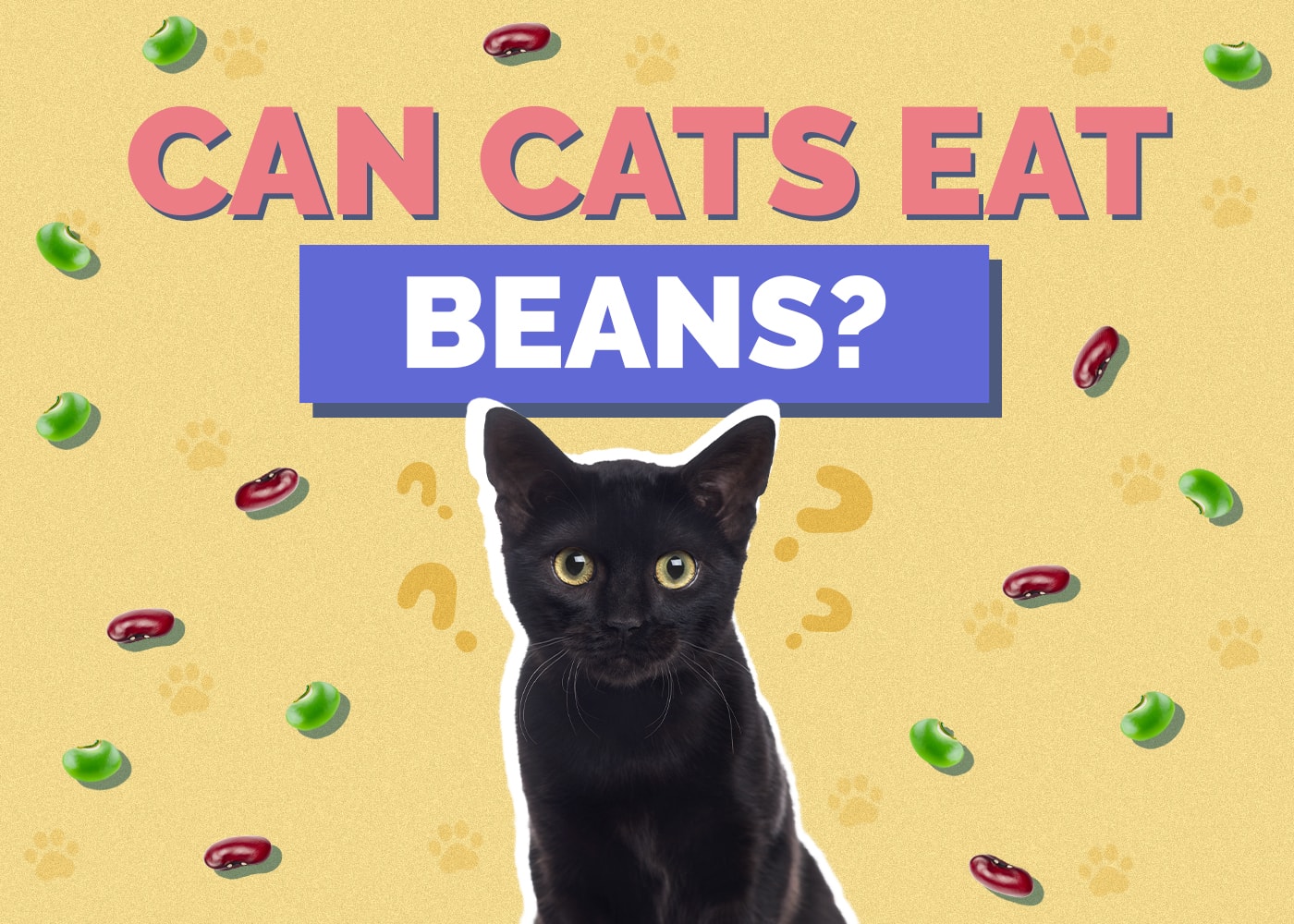 Can Cats Eat Beans? Vet-Verified Nutrition Facts & FAQ