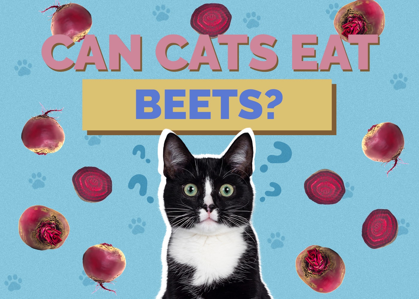Can Cats Eat Beets? Vet-Approved Health & Safety Guide