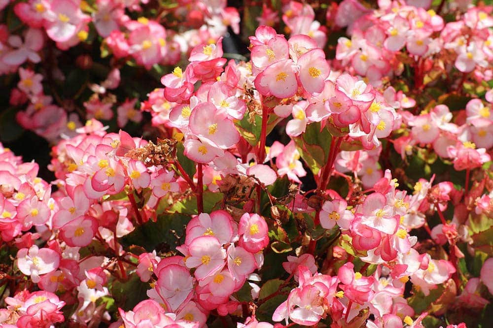 Are Begonias Poisonous to Cats? Vet-Approved Facts & Safety Guide