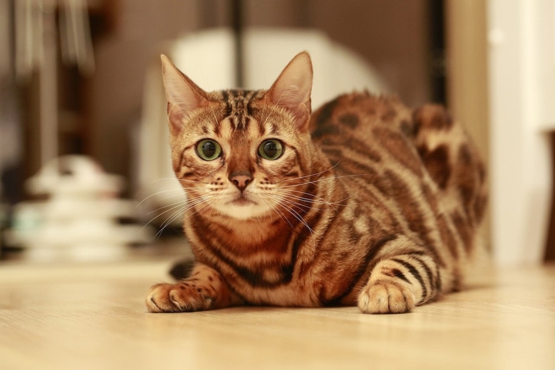How to Calm a Cat Down: 9 Possible Ways