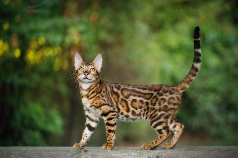 23 Cat Breeds That Act Like Dogs (With Info & Pictures)