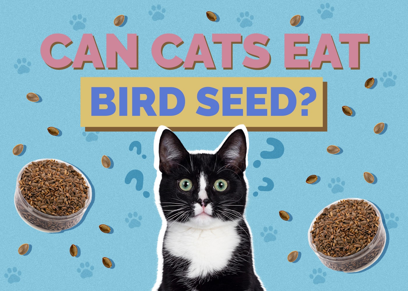 Can Cats Eat Bird Seed? Vet-Approved Health & Safety Guide