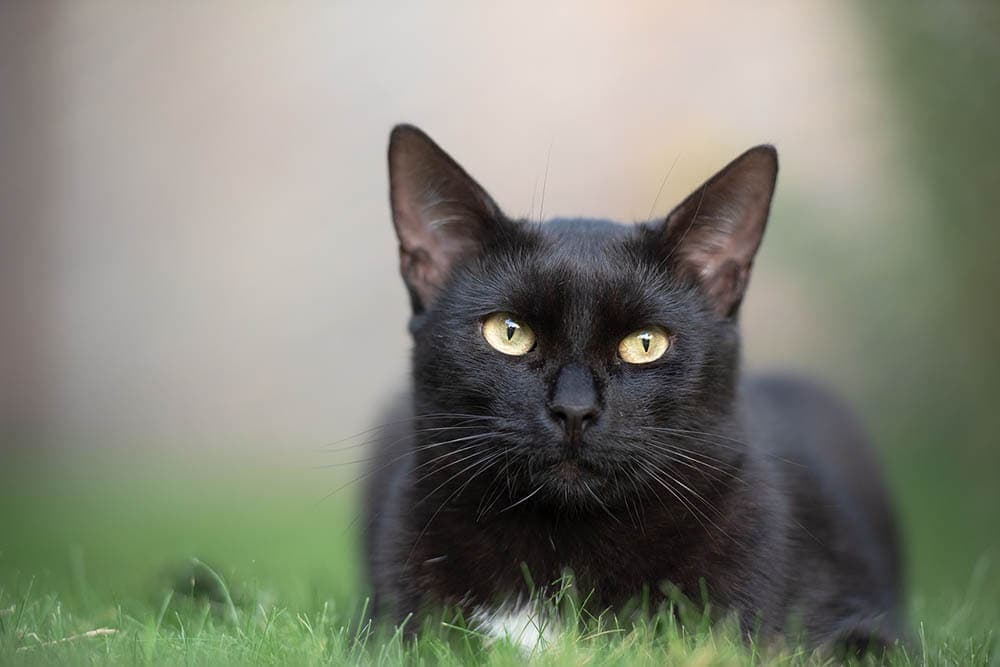 History of Black Cats: How They Become a Superstitious Symbol