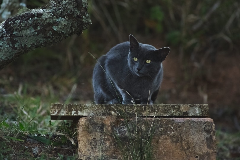 10 Interesting Black Cat Facts: Myths Explained
