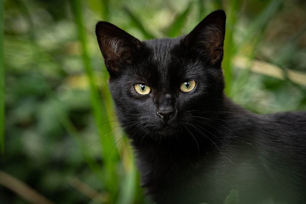 National Black Cat Appreciation Day in 2026: When It is & Myths Debunked