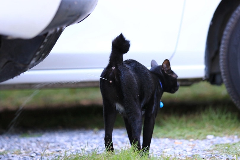 Do Neutered Cats Spray? 4 Vet-Reviewed Reasons