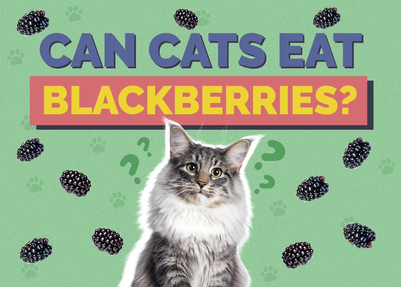 Can Cats Eat Blackberries? Vet-Reviewed Nutrition Info
