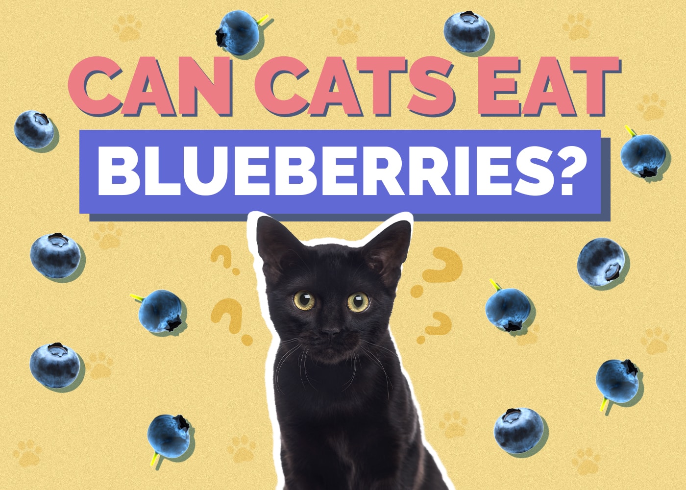 Can Cats Eat Blueberries? Vet Reviewed Benefits & Precautions