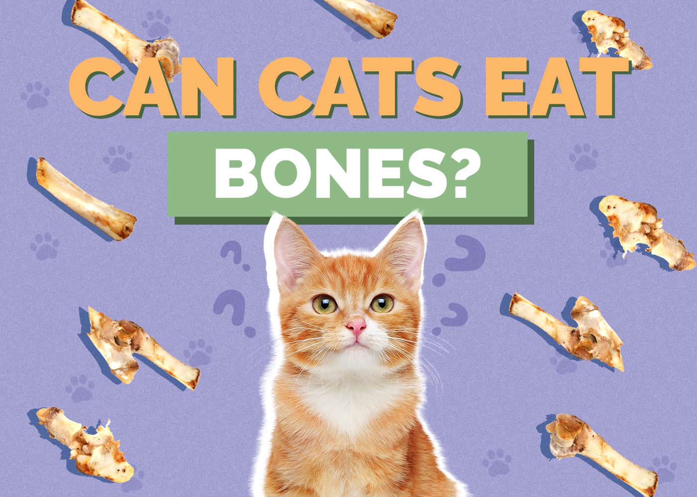 Can Cats Eat Bones? Vet-Reviewed Facts & Safety Guide