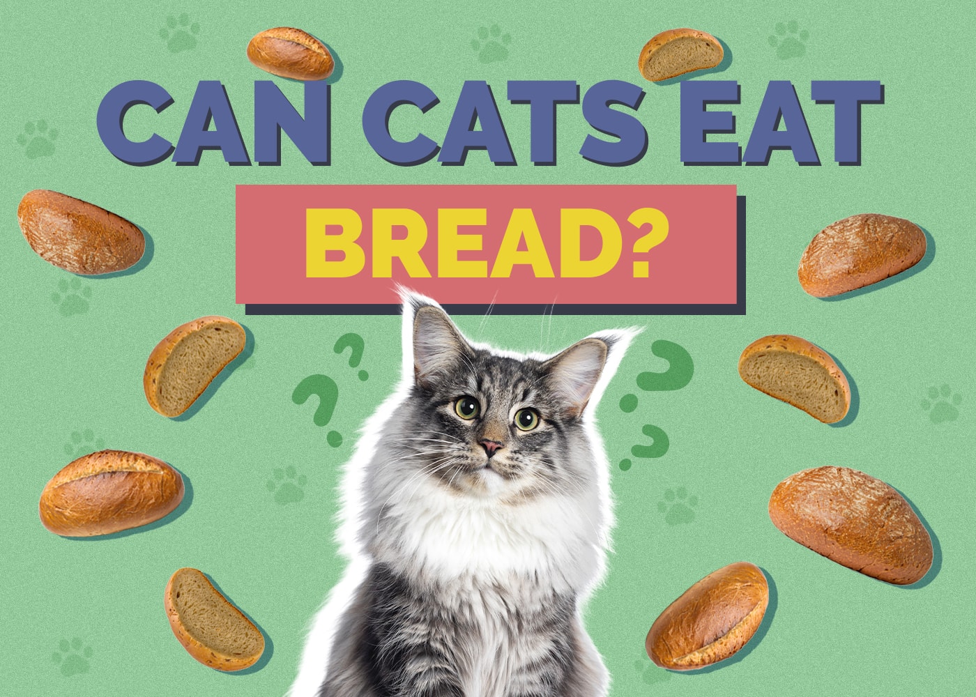 Can Cats Eat Bread? Vet-Reviewed Facts, Precautions & Alternatives