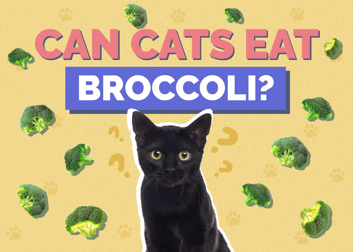 Can Cats Eat Broccoli? Vet-Reviewed Benefits & Other Healthy Treats