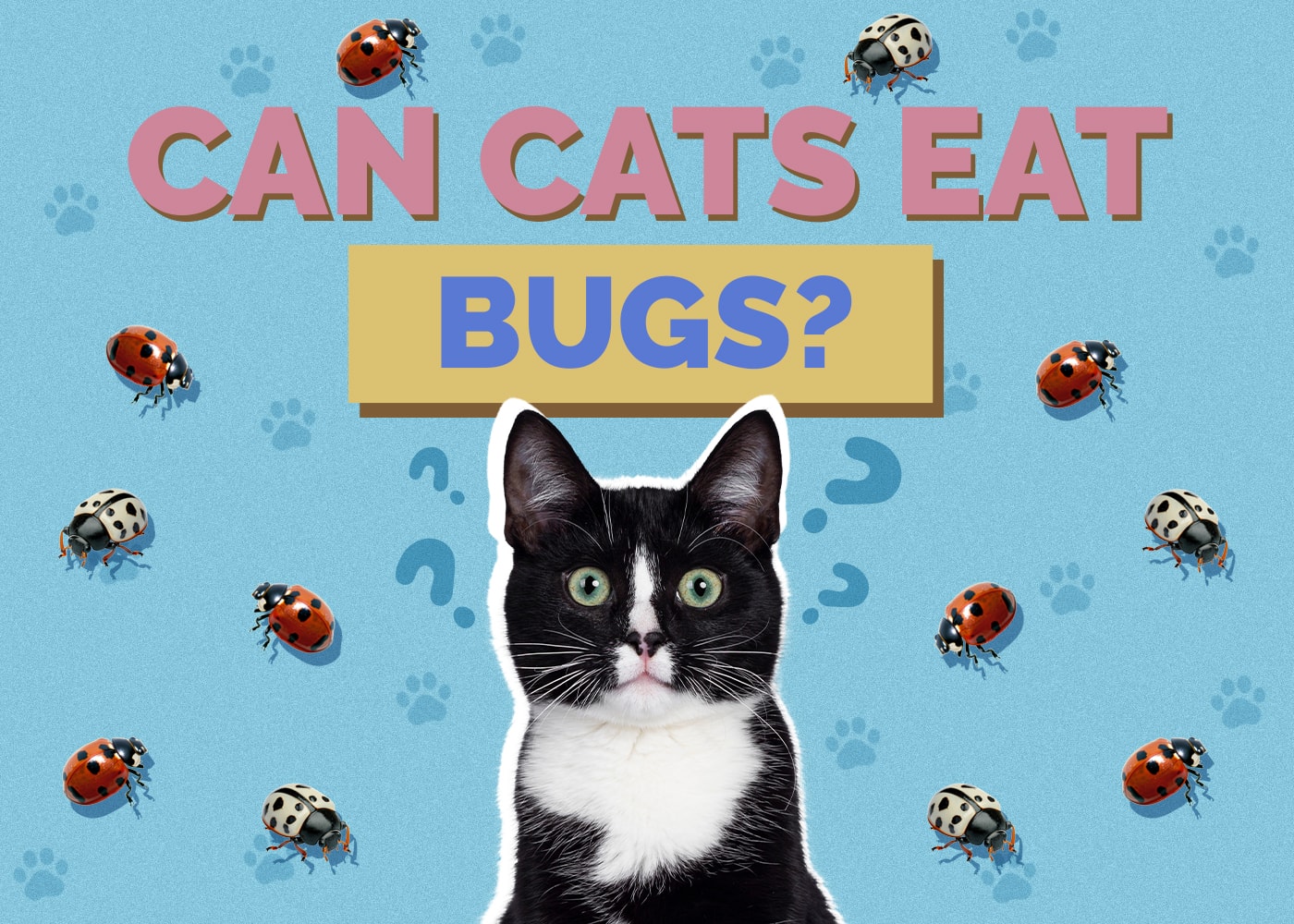 Can Cats Eat Bugs? Vet-Reviewed Health & Safety Guide