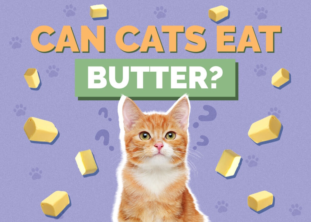Can Cats Eat Butter? Vet-Reviewed Facts and FAQ