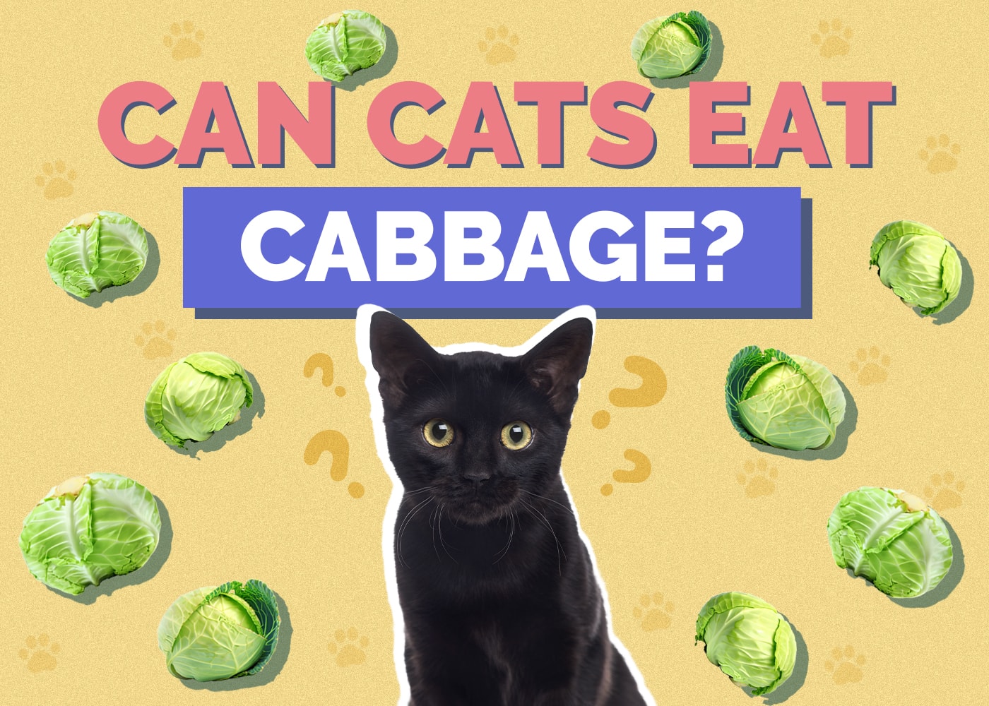 Can Cats Eat Cabbage? Vet Reviewed Facts & Nutrition Guide