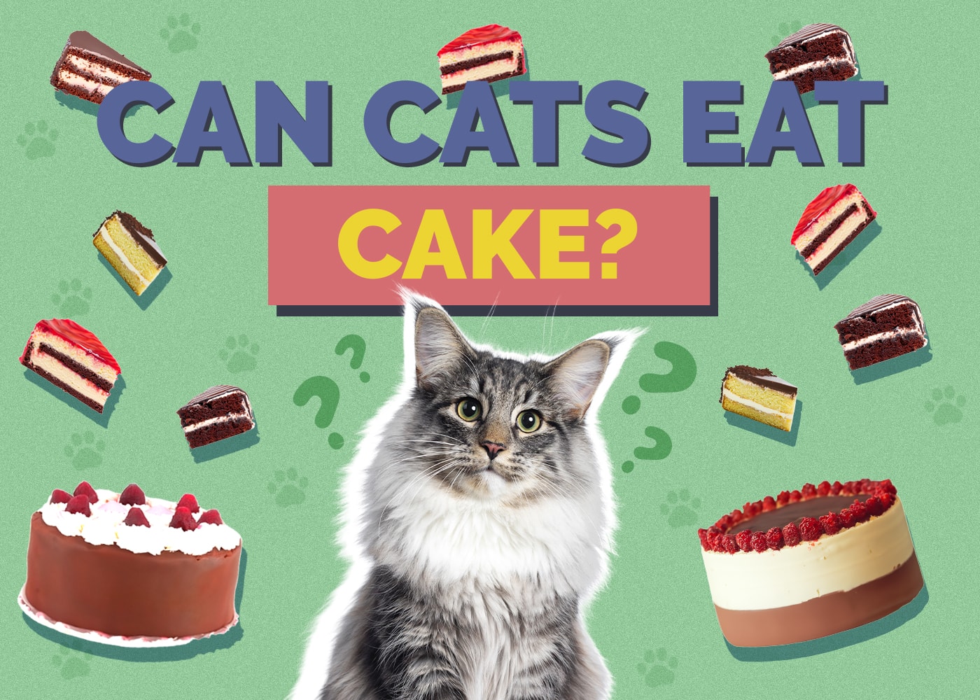 Can Cats Eat Cake? Vet-Reviewed Facts & FAQ
