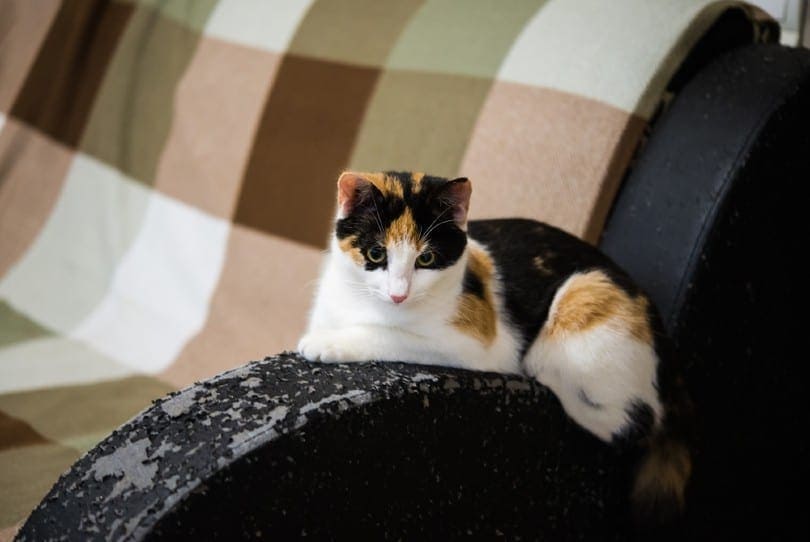 Do All Cats Scratch Furniture? 3 Possible Reasons & What to Do