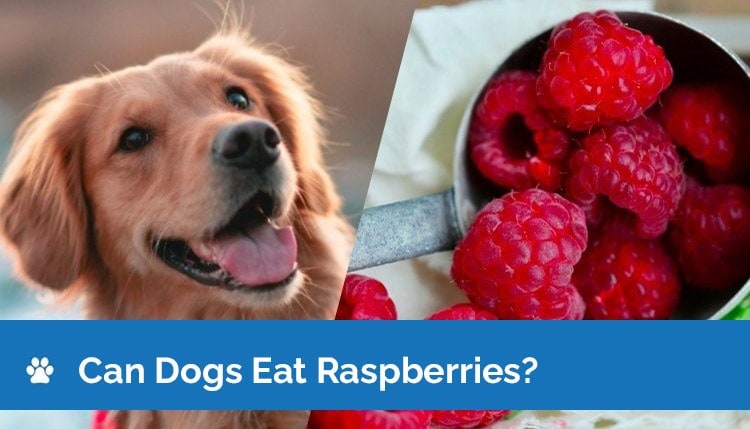 can dogs eat raspberries2